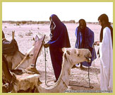 Tuareg people provide opportunities for Sahara Desert camel-back exploration from Timbuktu UNESCO world heritage site, Mali